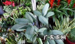 飞羽怎么养 花卉飞羽怎么养