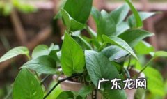 南方这个季节适合种什么花呢 南方这个季节适合种什么花