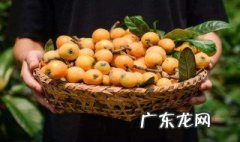 枇杷什么时候成熟季节北方 枇杷什么时候成熟季节北方能种植