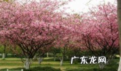 海棠花开的季节什么时候 海棠花开的季节什么时候开花