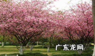 海棠花开的季节什么时候 海棠花开的季节什么时候开花