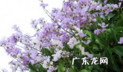 紫薇花瓶盆景 花瓶紫薇后期养护