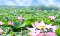 荷花开花的季节是什么季节 荷花开花的季节是什么季节呢