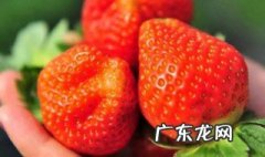 草莓自然成熟的季节是什么时候 草莓成熟的季节是什么季节?