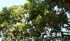 黄杞子泡水的功效与作用 黄杞子泡水的功效与作用是什么