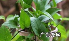 林州绿植 林州观叶花卉养护