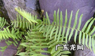 舒微的功效与作用 舒薇牌子护肤品好用吗