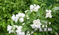 茉莉3月份怎么养护 茉莉3月份怎么养护视频
