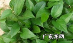 绿萝蔓延如何养护 绿萝蔓延如何养护好