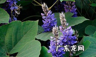葛花槐花有什么作用与功效 葛花槐花有什么作用与功效与作用