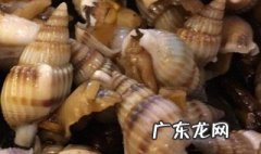 螺牛的功效与作用 螺的功效与禁忌