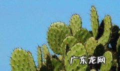 仙人掌的作用与功效 仙人掌果的作用与功效怎么使用