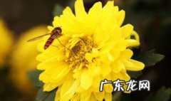 菊花的功效与作用及禁忌 玫瑰花的功效与作用及禁忌