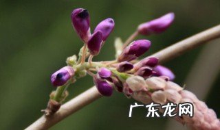 紫藤花什么时候发芽开花 紫藤花什么时候发芽开花呢