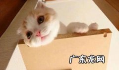 给死的猫咪一句话 给死的猫咪一句话简短