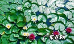 睡莲怎样才能开花 睡莲怎么养开的好