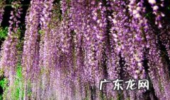 紫藤种子适合什么时候种植呢 紫藤种子适合什么时候种植