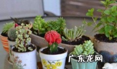 室内适合养的18种植物 室内适合养的18种植物花