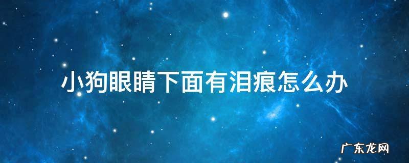 小狗眼睛下面有泪痕怎么办 狗眼睛下面有泪痕是怎么回事