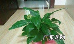 白掌是酸性植物吗 白掌是酸性植物吗为什么