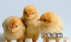 小鸡能晒太阳吗 街上买的小鸡一般都是几天了