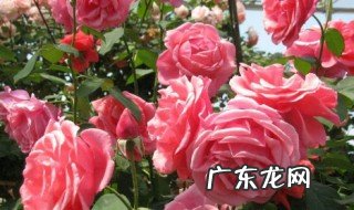 月季花养多长时间会开花啊 月季花养多长时间会开花