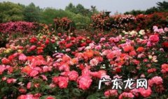 月季种植季节 月季的栽植季节