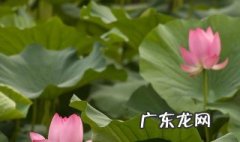 种荷花用什么泥土好 种荷花用什么泥