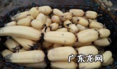 种藕怎么分株 藕种怎么种