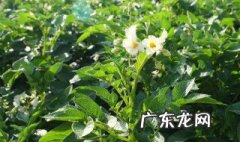 蔬菜春天种什么好 蔬菜春天种什么