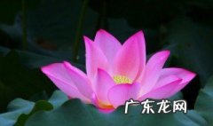 莲花是怎么开花的 莲花是怎样开的