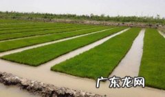 种稻米怎么插秧 种稻米怎么插秧好