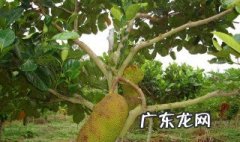 怎么种菠萝蜜的籽视频 怎么种菠萝蜜的籽
