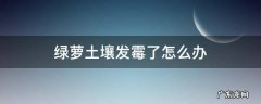绿萝的土壤发霉了 绿萝土壤发霉了怎么办