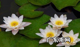 睡莲是什么传播方法呢 睡莲是什么传播方法