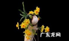 水仙花怎么收头 水仙花怎么收种