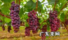 楼上葡萄怎么种 楼上葡萄怎么种植视频