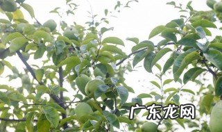 青木瓜什么功效 青木瓜的用处