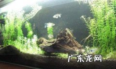 鱼缸莲怎么种 鱼缸莲怎么种才能发芽