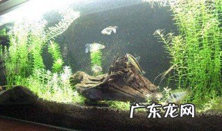 鱼缸莲怎么种 鱼缸莲怎么种才能发芽