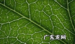 叶绿素分解后是什么 叶绿素分解后是什么颜色
