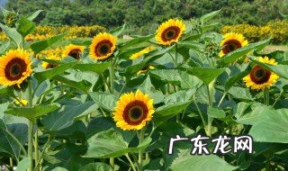 向日葵花还叫什么花 向日葵还叫什么?