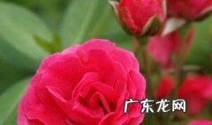 情人节鲜花送什么花 情人节鲜花送什么