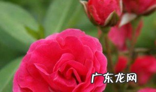 情人节鲜花送什么花 情人节鲜花送什么