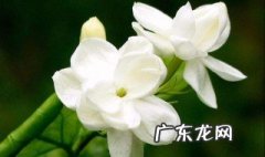 栀子花属于什么类型 栀子花属于什么类