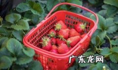 种草莓怎么防蜗牛咬 种草莓怎么防蜗牛