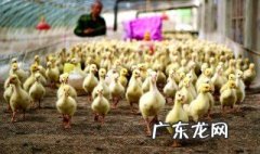 雏鹅怎么区分品种图片大全 雏鹅怎么区分品种