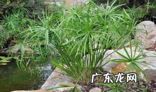 水竹栽种季节 水竹怎么栽种