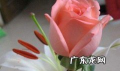玫瑰花枝怎么种视频 玫瑰花枝怎么接种