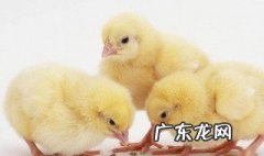 怎么样才能养小鸡 怎么样才能养活小鸡